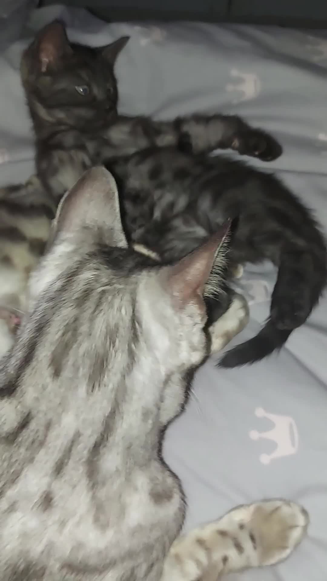 Bengal cats for sale:  Bengal Type Kittens Boys – Stunning Markings - Video 1