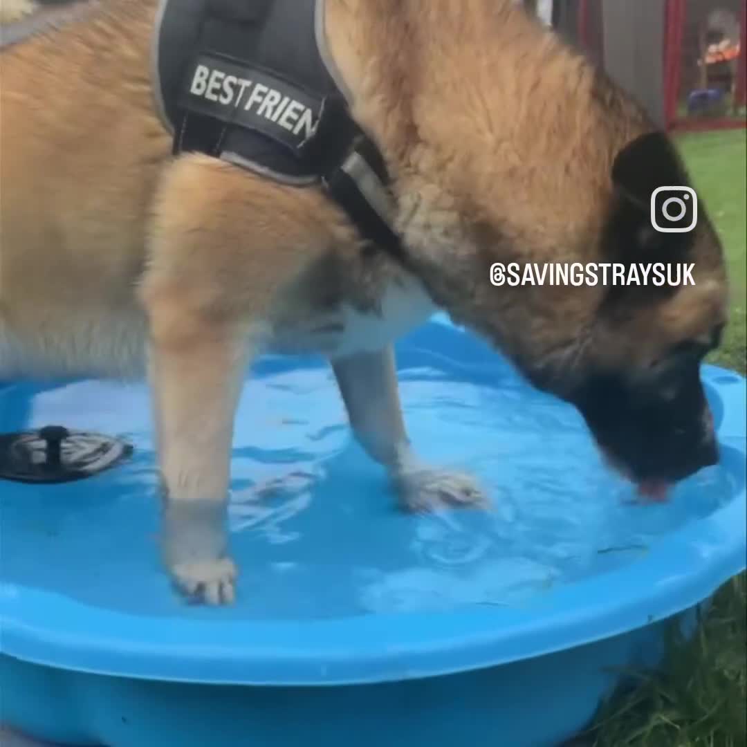 Mixed Breed dogs for adoption:  RONI  - Video 1