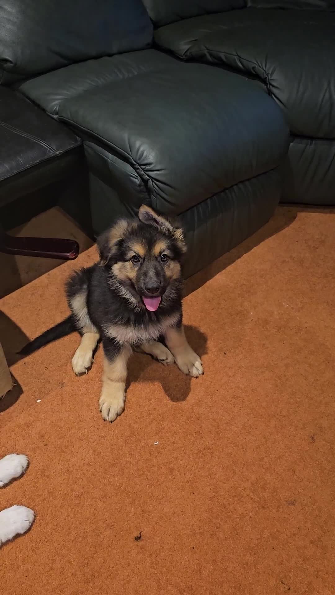 German Shepherd dogs for sale: German Sheperd long hair striaght back - Video 2