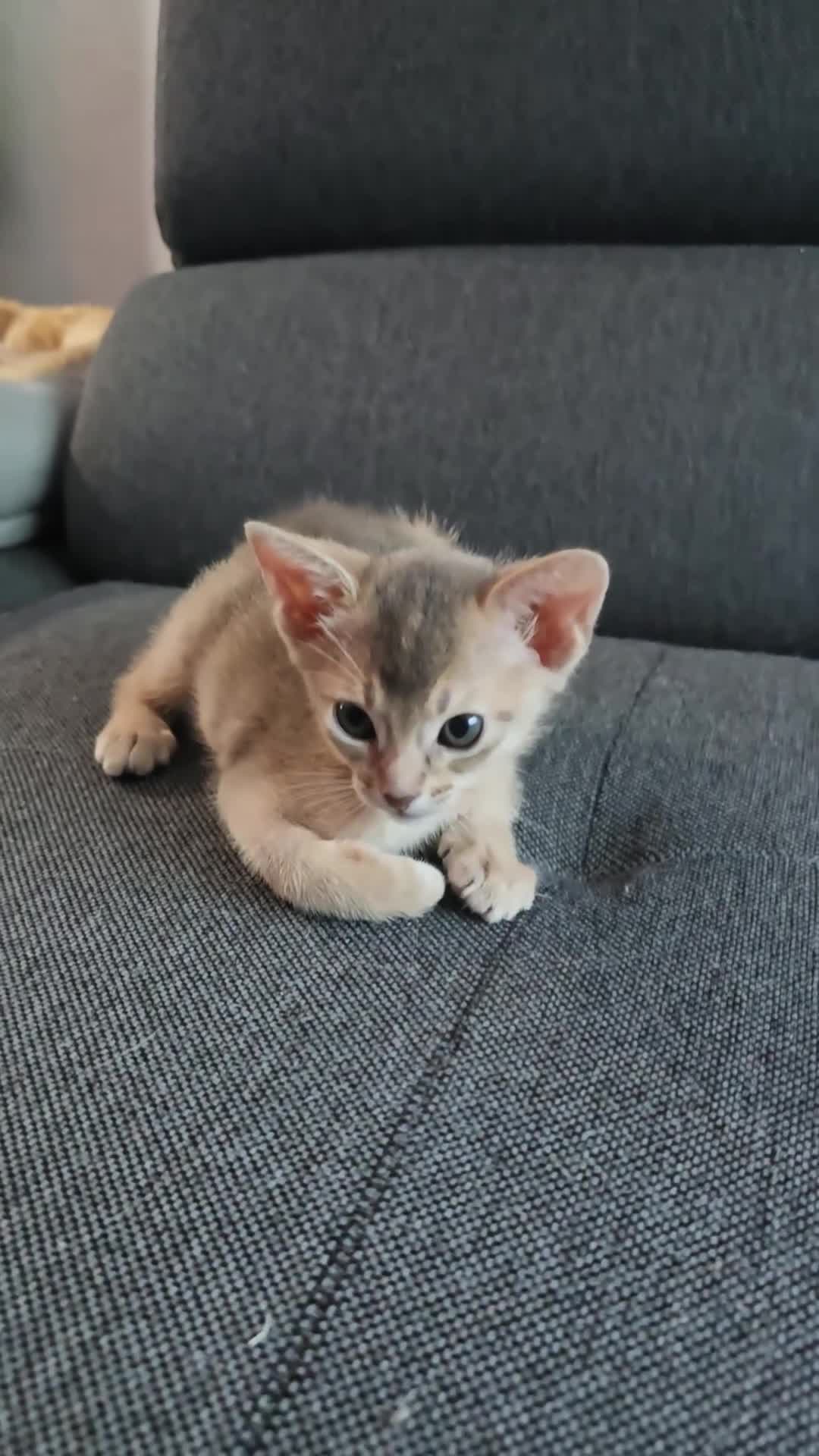 Abyssinian cats for sale: Abyssinian kittens for sale - Video 3