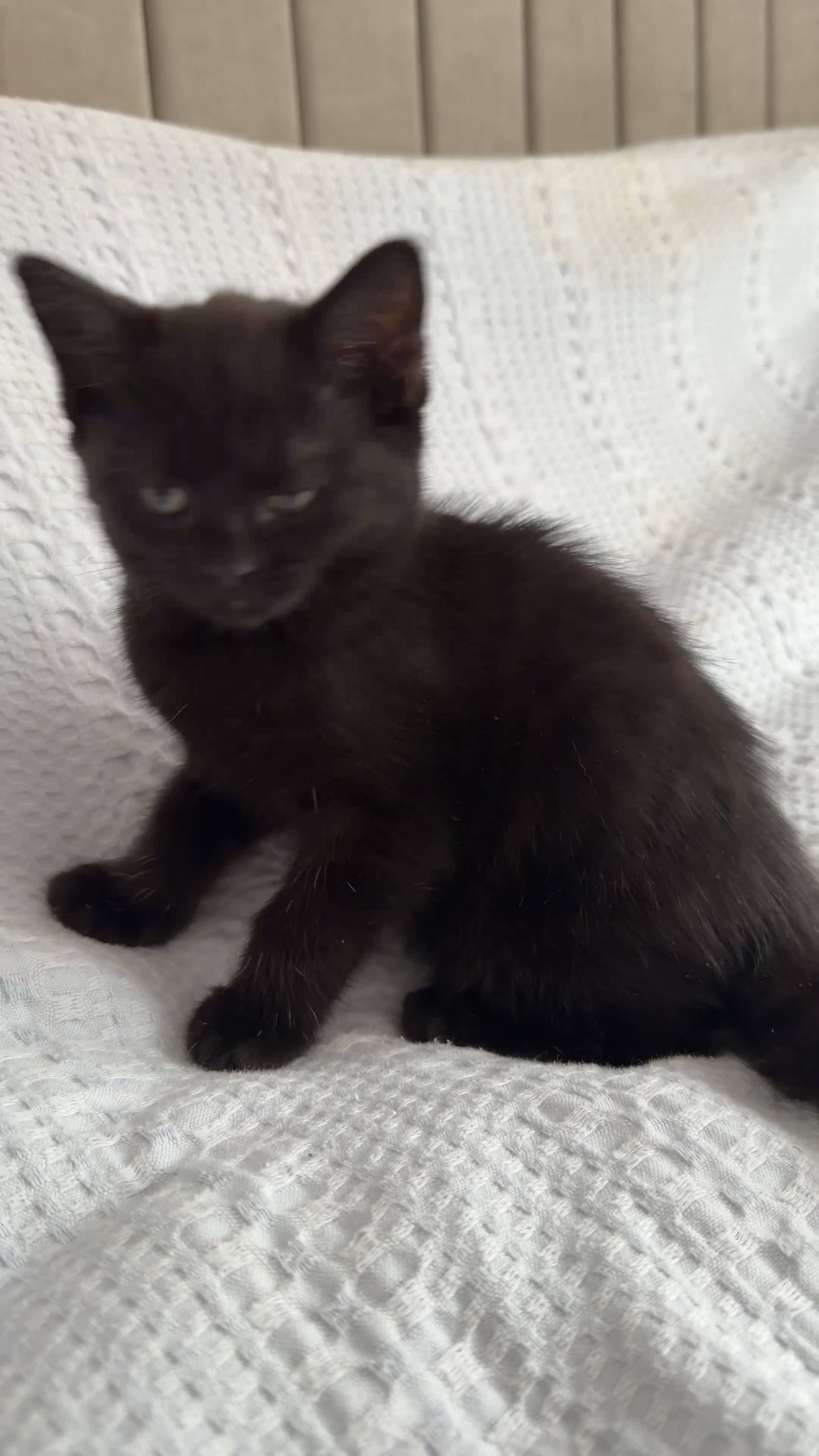 Mixed Breed cats for sale: 3 Beautiful Black Fluffy Persian-Mix Girl Kittens - Video 1