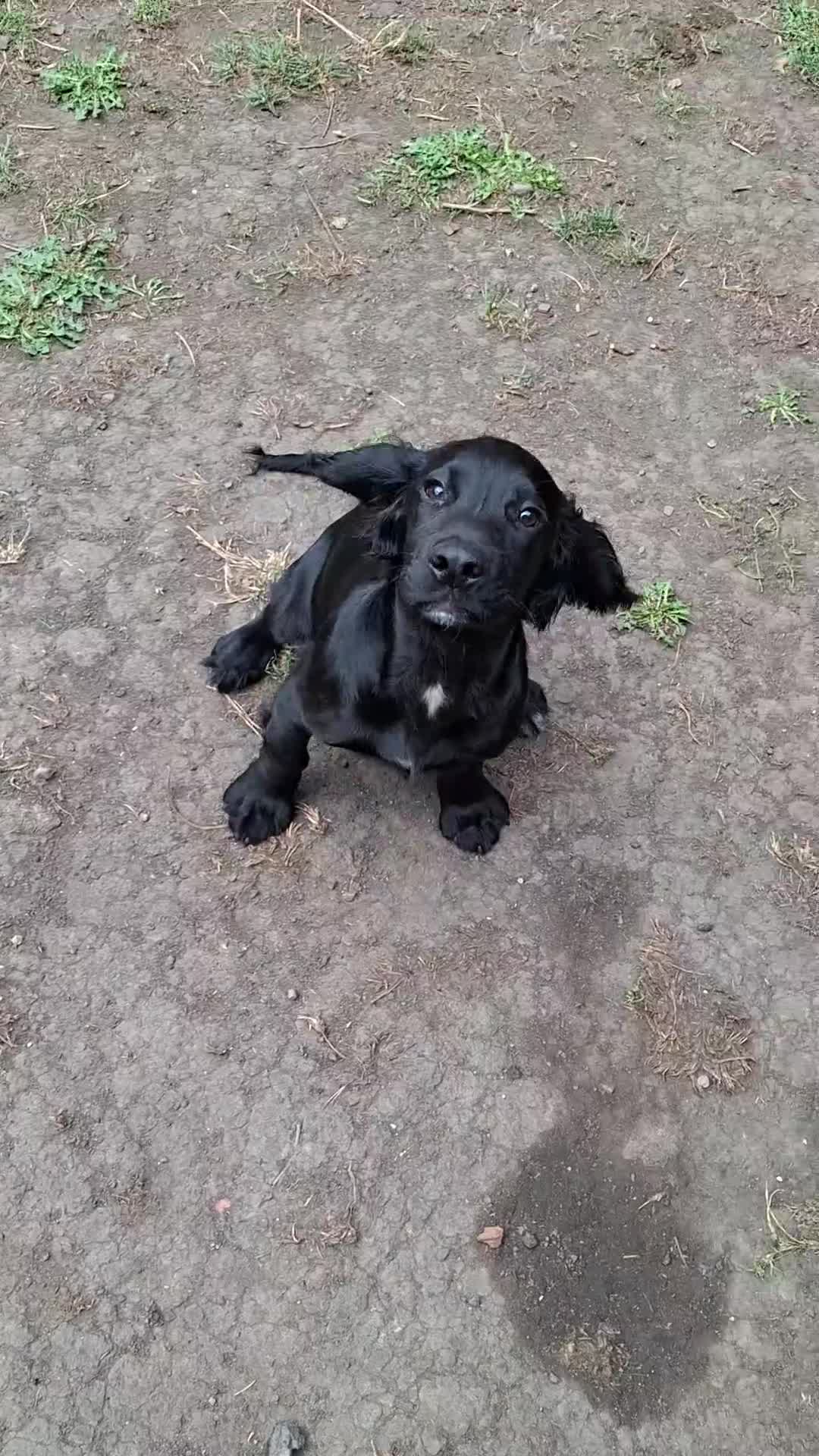 Cocker Spaniel dogs for sale: Stunning Working Cocker Spaniel Puppies for Sale in Darlington - Video 1