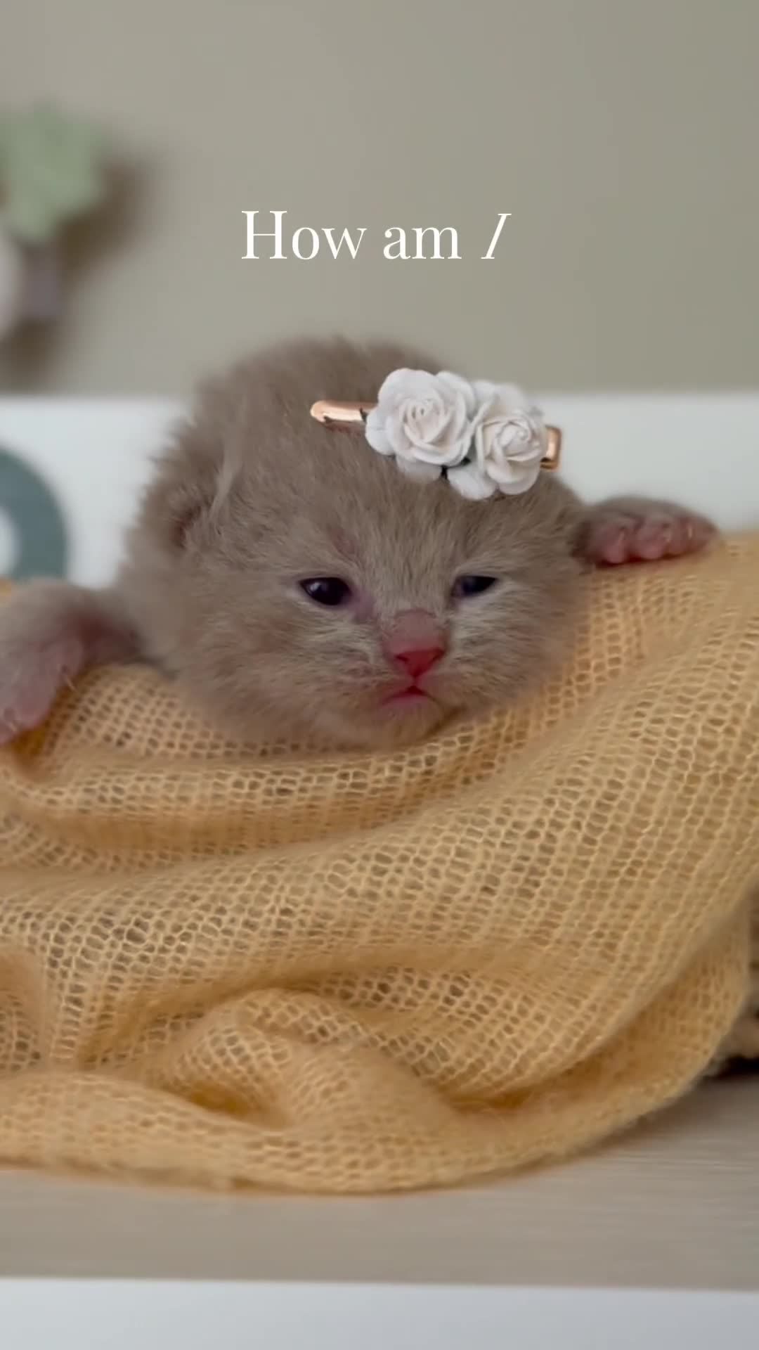 British Shorthair cats for sale: British Shorthair Blue Kitten Reg & Licensed - Video 3