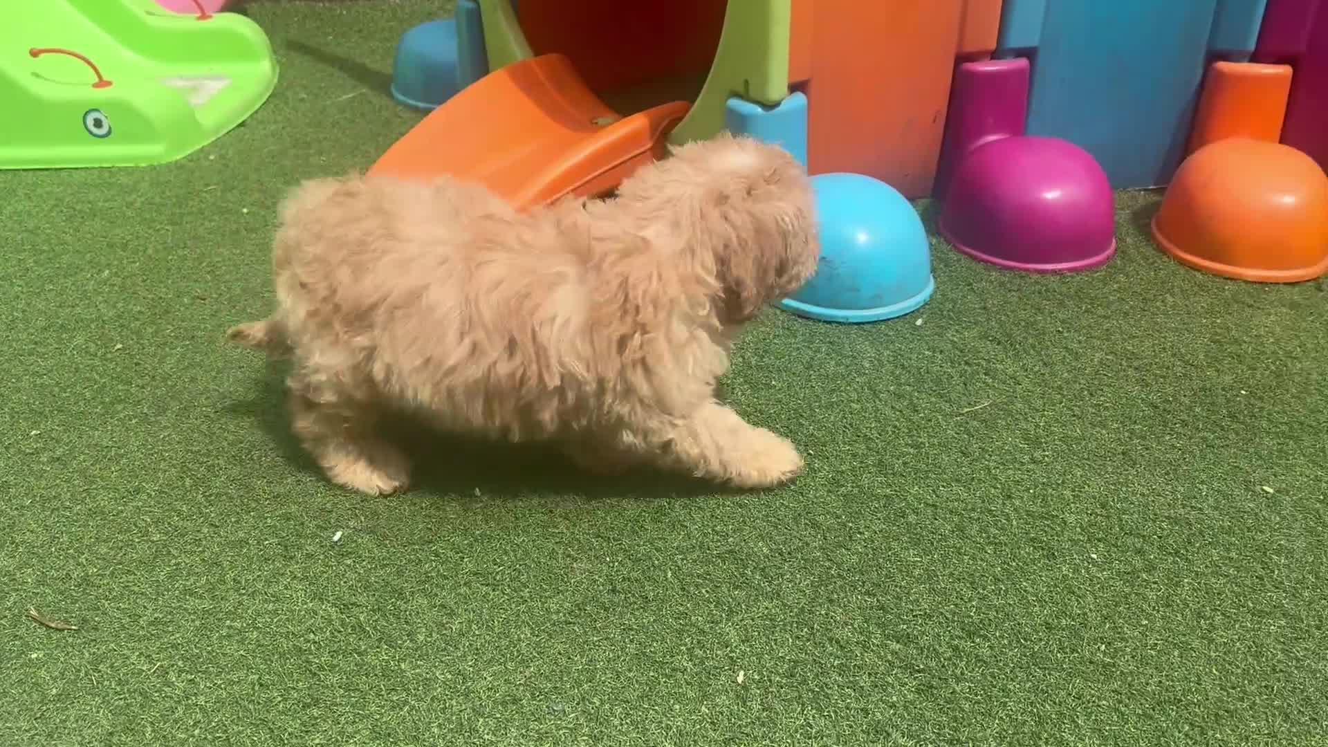 Cavapoo dogs for sale: reduced One Male ready to leave now   - Video 1