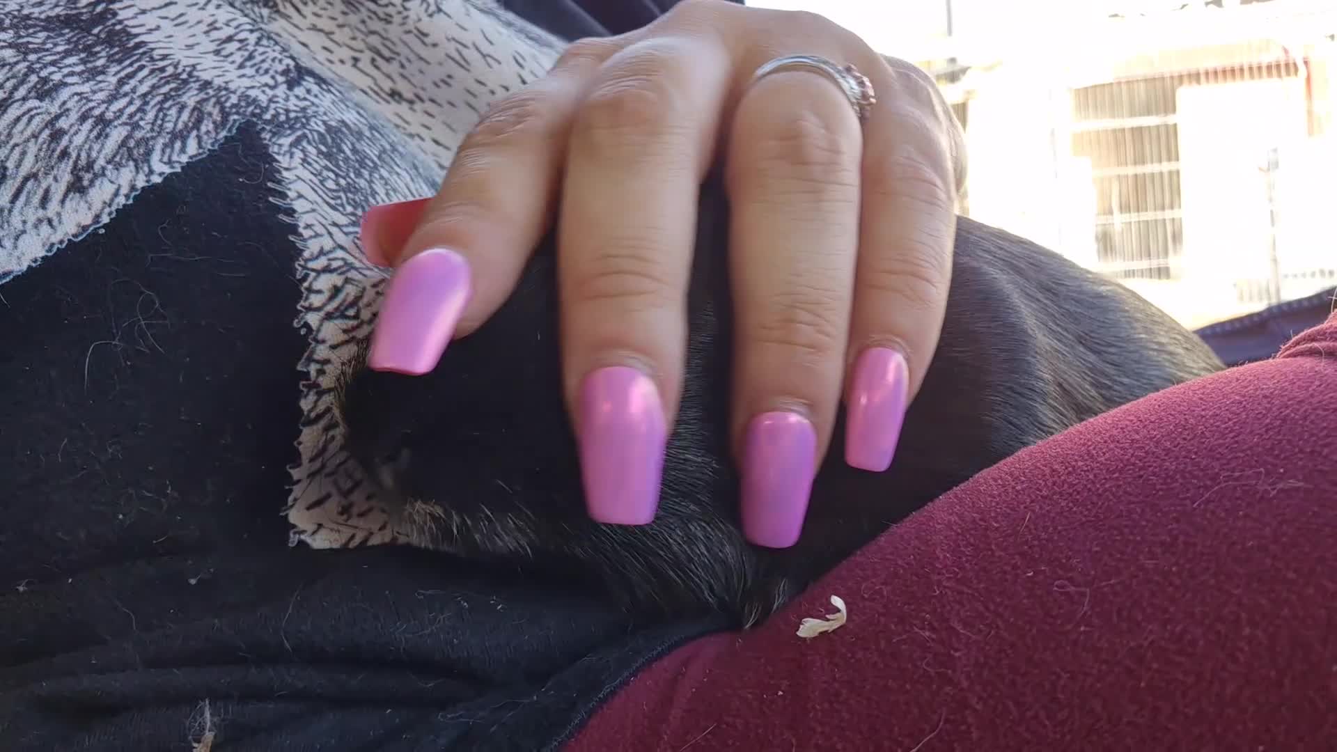 Guinea Pig rodents for sale: male guinea pig - Video 1