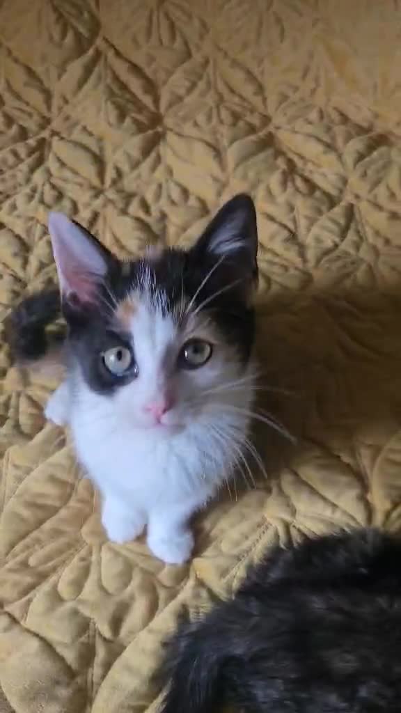 British Shorthair cats for sale: PURE BSH KITTENS READY NOW! - Video 2