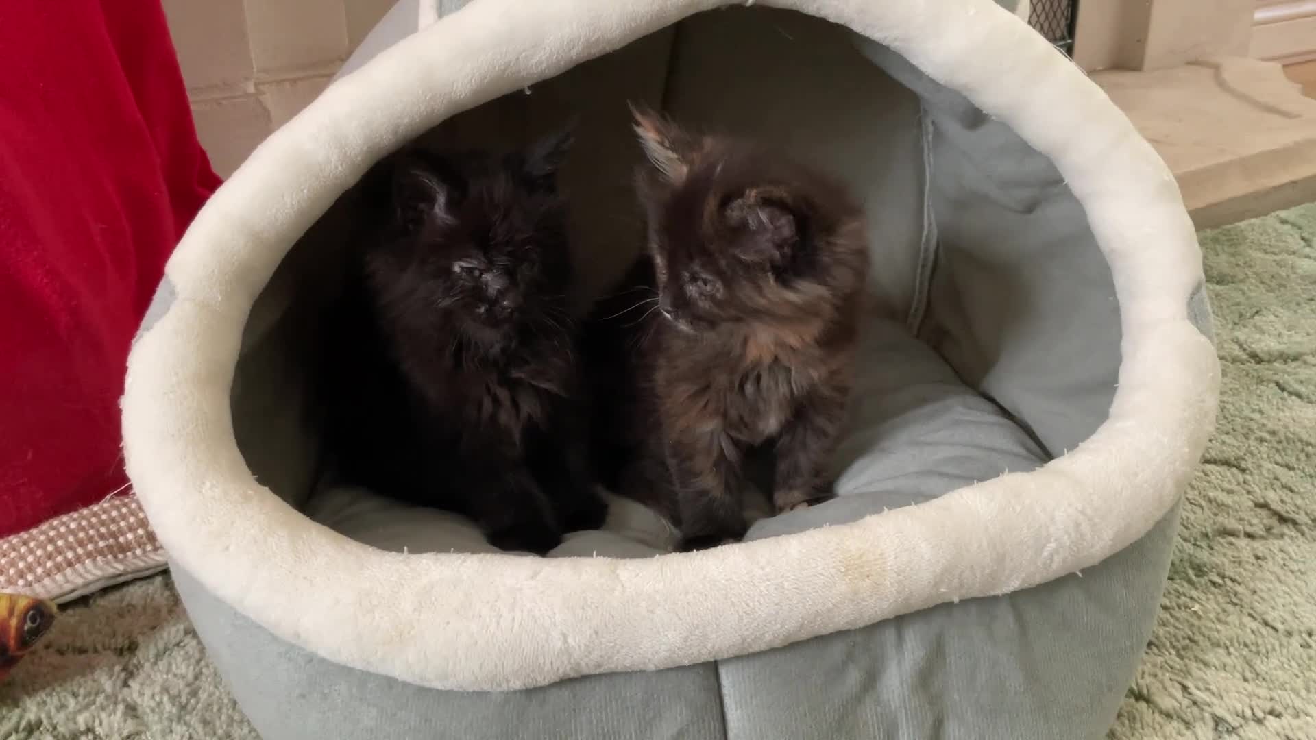 Maine Coon cats for sale: Maine Coon Kittens 2 males  - Video 1