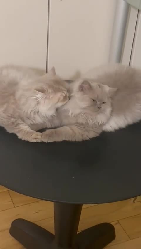 British Longhair cats for sale: Two gorgeous lilac British longhair  - Video 2