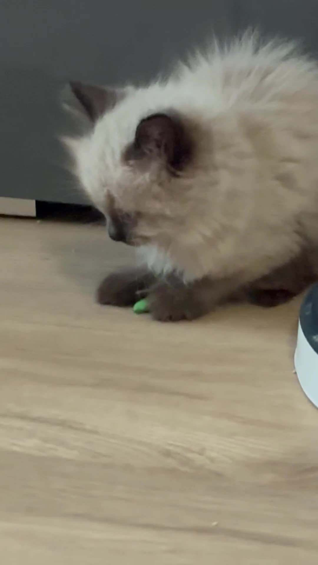 Ragdoll cats for sale: 4 adorable Ragdoll kittens  - Video 1