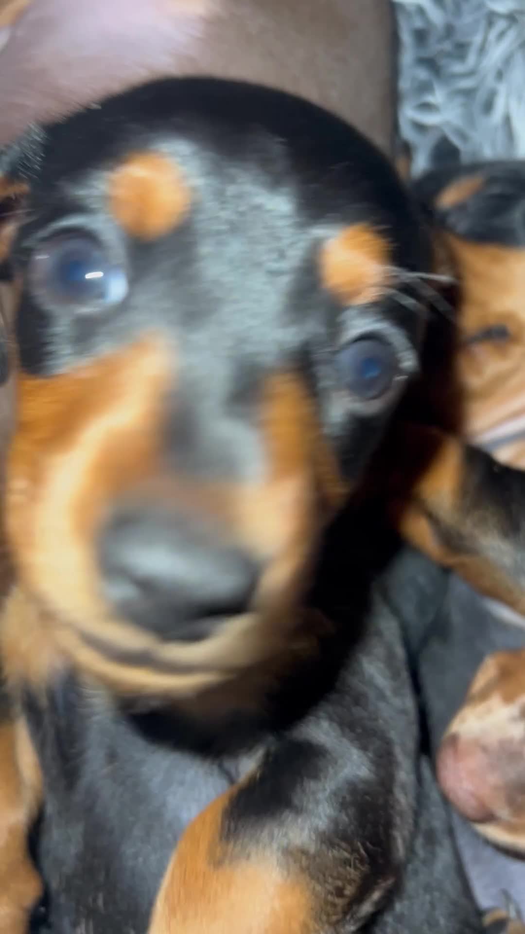 Miniature Dachshund dogs for sale: Miniature Dachshunds  - Video 1