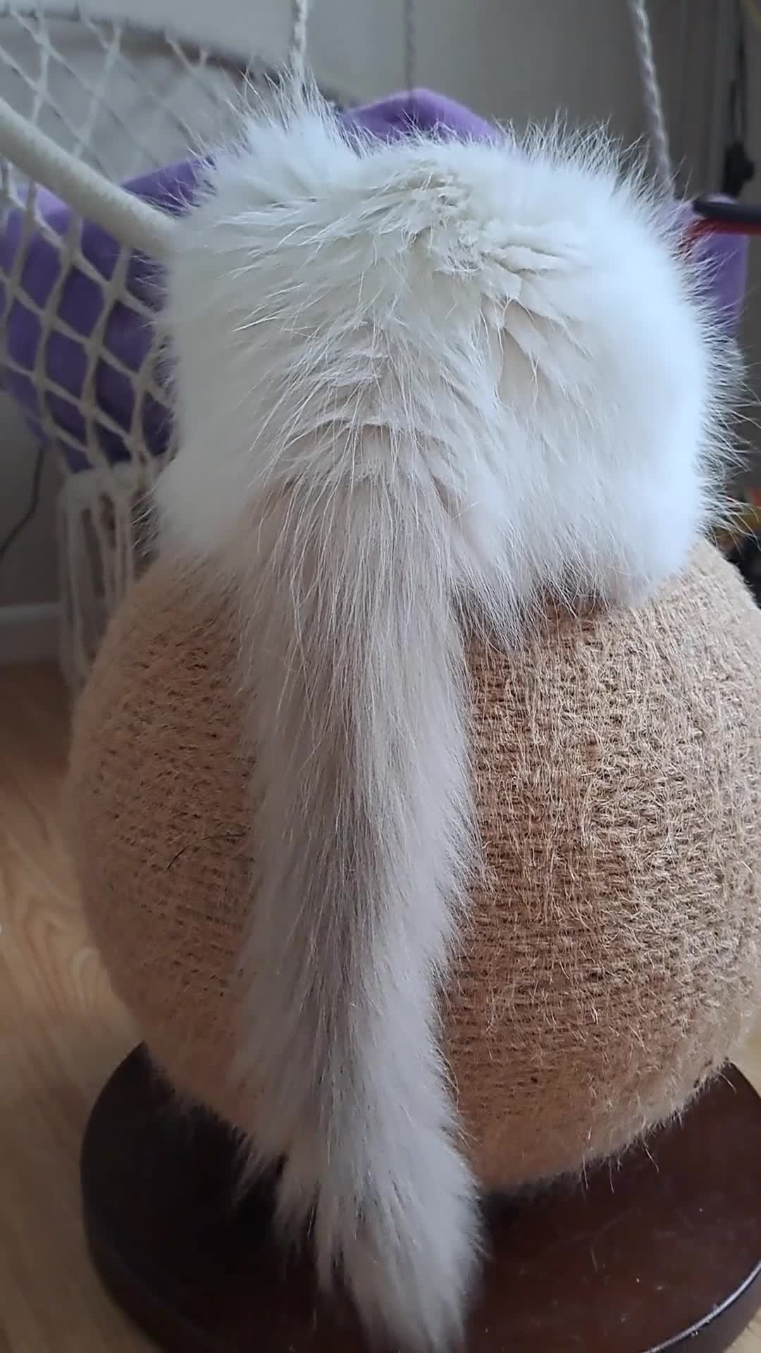 Ragdoll cats for sale: GCCF reg Ragdoll kittens  - Video 1