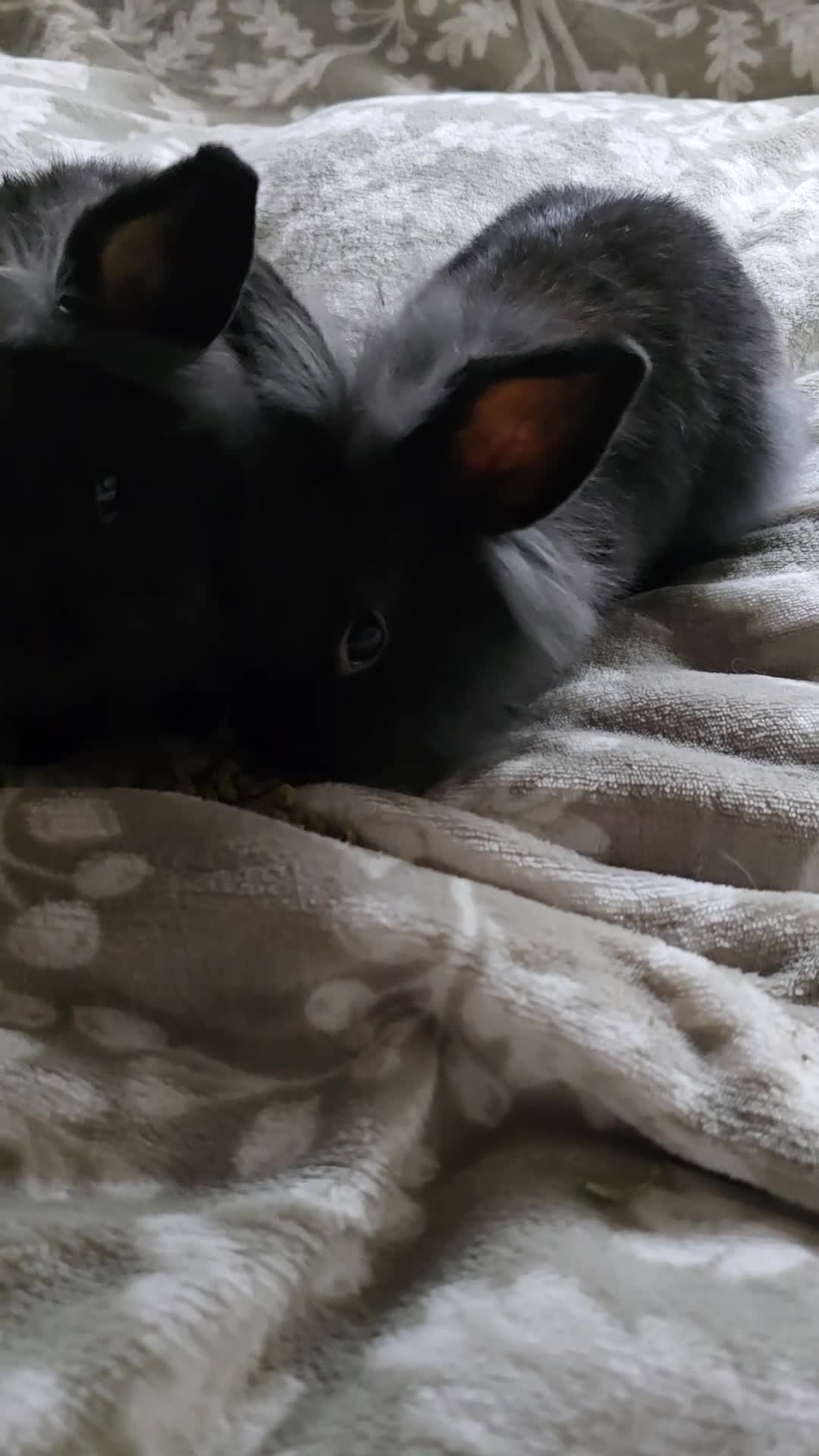 Mini Lop rabbits for sale: 3 little black bunnies pearls silver-plated fur - Video 1