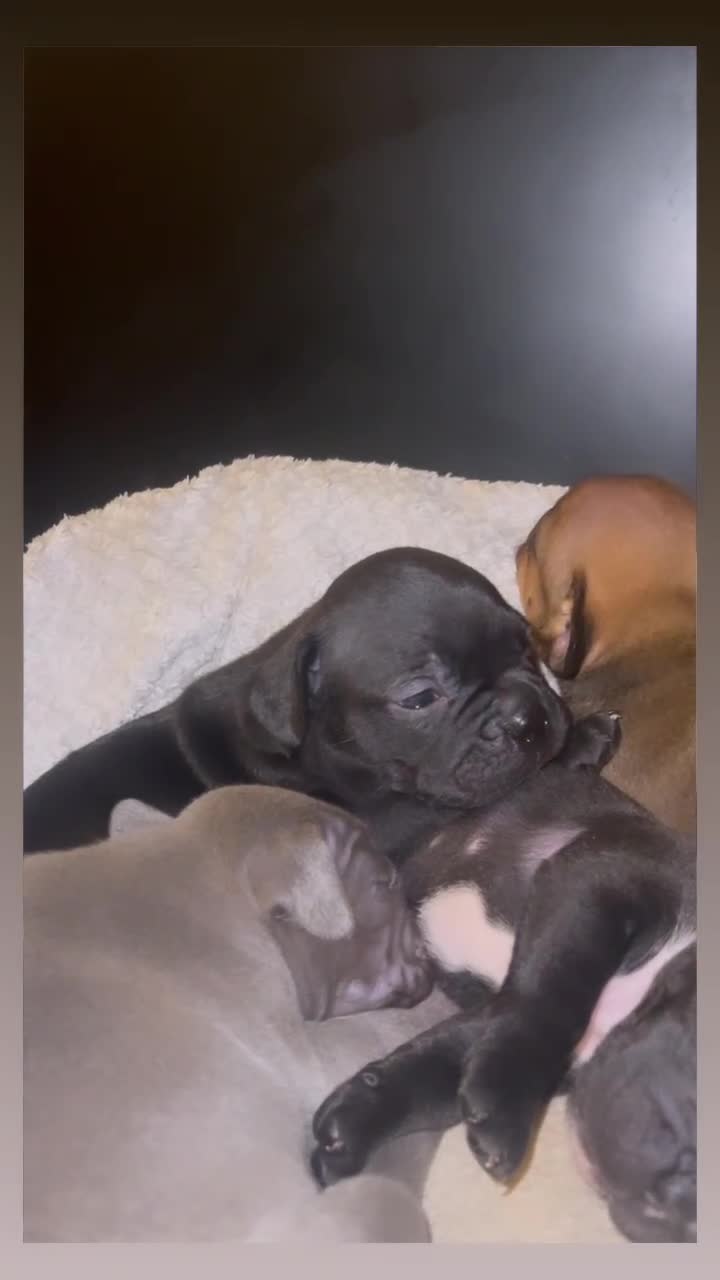 Mixed Breed dogs for sale: French Bulldog X Pocket Bullies for sale  - Video 1