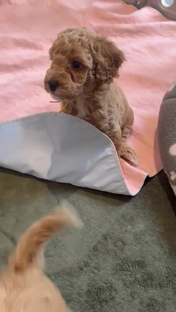 Cavapoo dogs for sale: Beautiful F1bb Cavapoo Puppies x 5 - Video 1