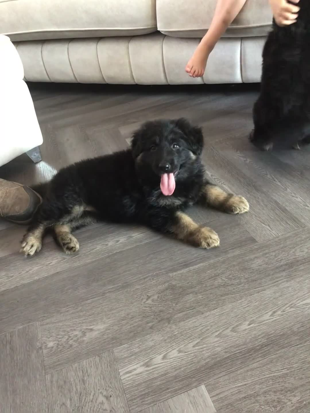 German Shepherd dogs for sale: German shepherd straight back puppies - Video 3