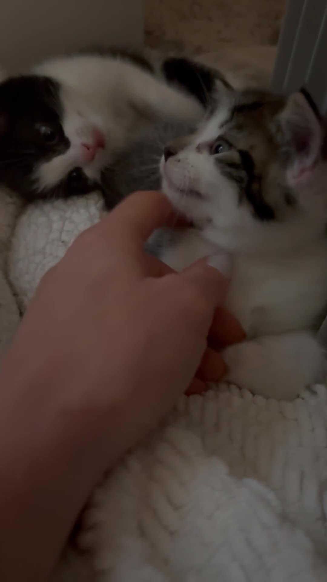 Mixed Breed cats for sale: 2 beautiful Kittens, 1 boy  1 girl - Video 3