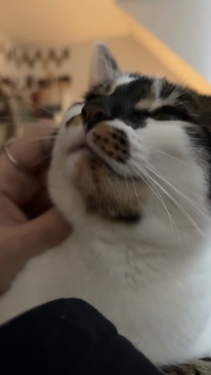 Bengal cats for sale: Barbara (Bengal Girl - just turned 1) - Video 1