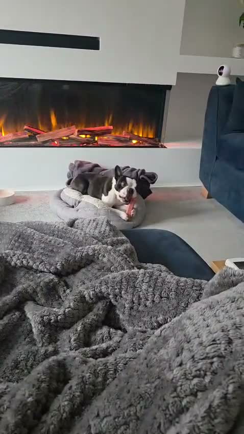 Mixed Breed dogs for adoption: 🐾🤍🤎 JESSY – LITTLE DOG, LOTS OF LOVE 🤎🤍🐾 in Wigan - Video 4
