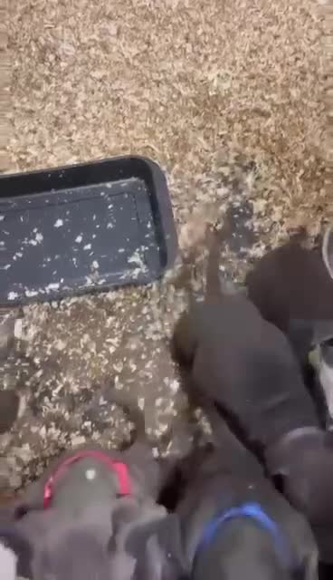 Staffordshire Bull Terrier dogs for sale:  ❤️ Beautiful Staffordshire puppies 🐶 - Video 1