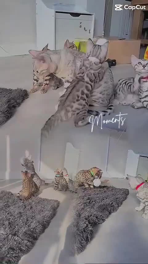 Bengal cats for sale: Mr White — The Last Bengal Standing! - Video 1