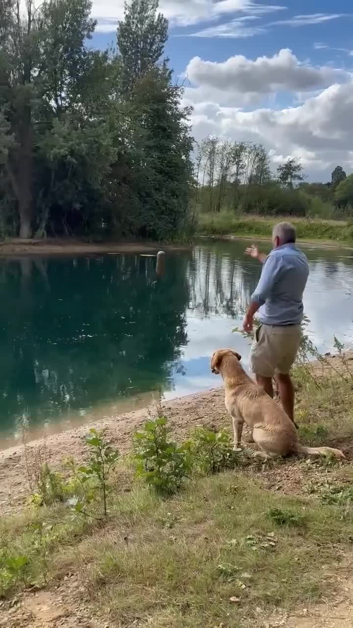 Labrador Retriever dogs for stud: FTCH and FTW parentage Labrador at Stud - Video 1