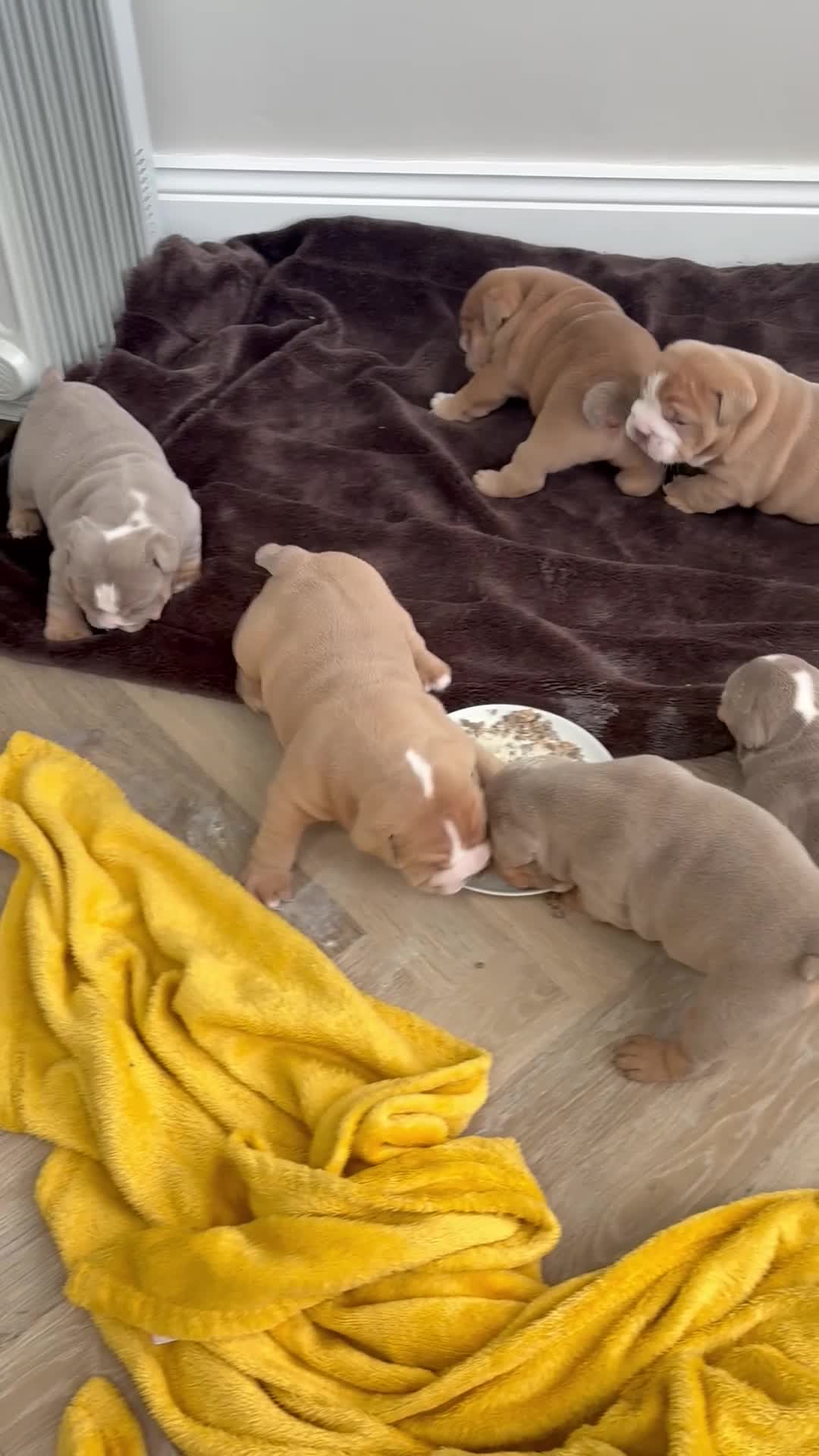 English Bulldog dogs for sale: English bulldog puppies  - Video 4
