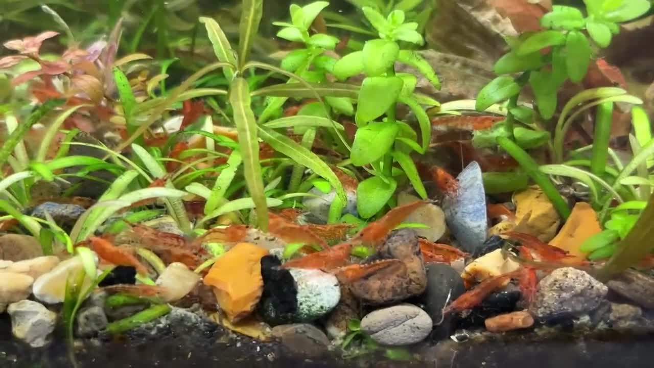 Mixed Breed invertebrates for sale: Freshwater shrimp in Croydon. - Video 2