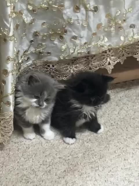 Mixed Breed cats for sale: Cute British Mix Kittens Looking for New Homes - Video 1