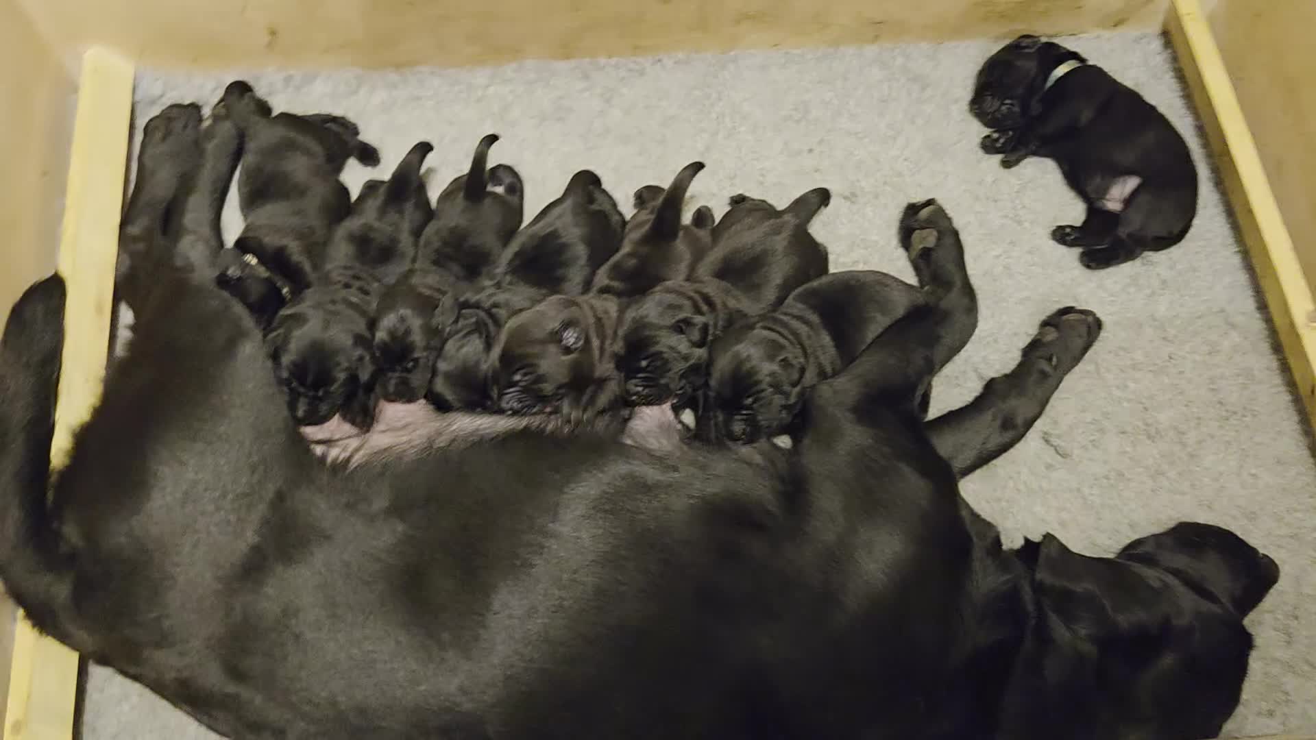 Labrador Retriever dogs for sale: 8 beautiful chunky black KC registered puppies - Video 1