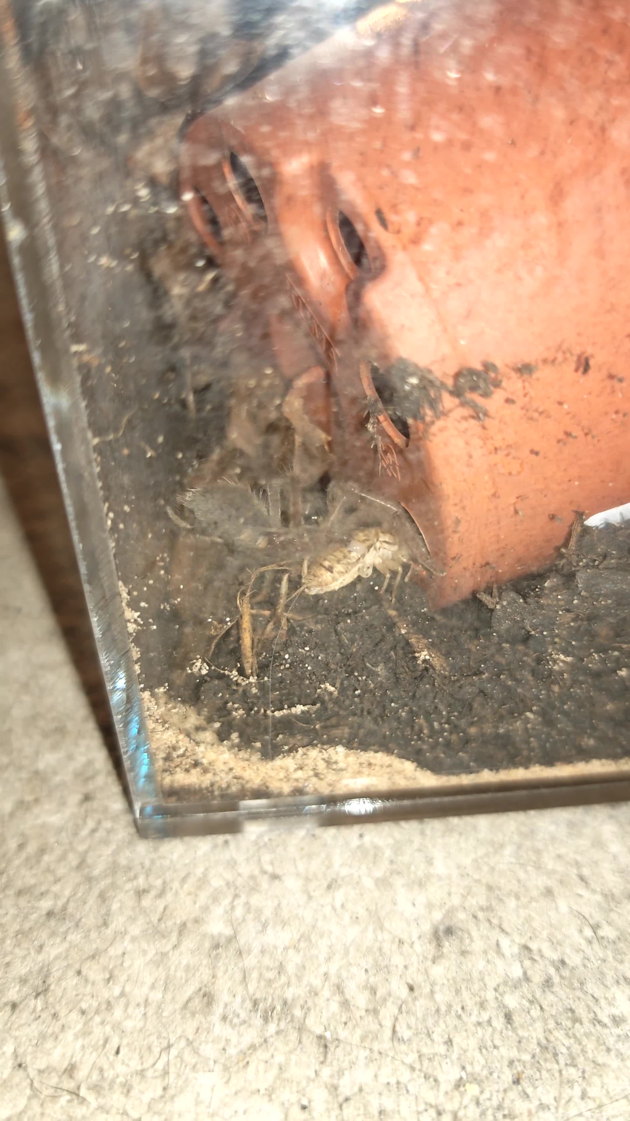 Tarantulas invertebrates for sale: Mix of tarantulas and a scorpion baby in Devizes - Video 1
