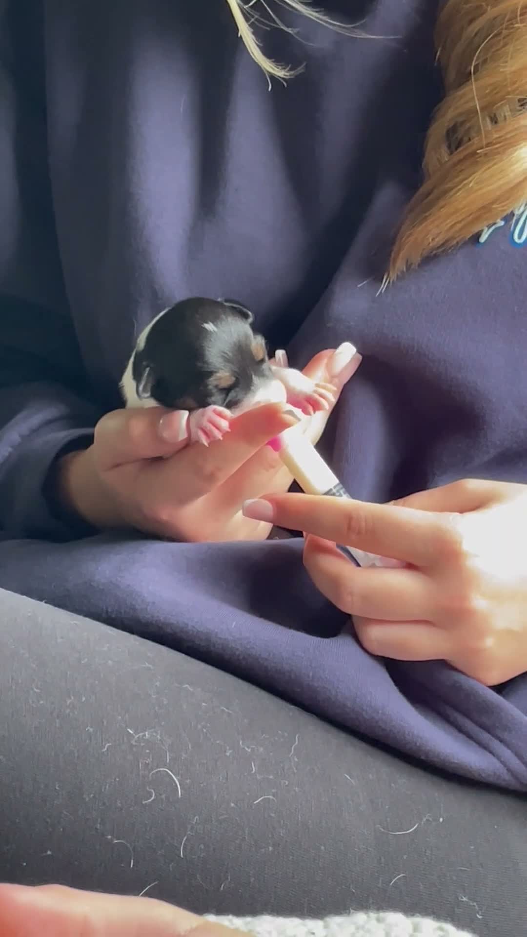 Jack Russell dogs for sale: Stunning Jack Russell puppies - Video 3