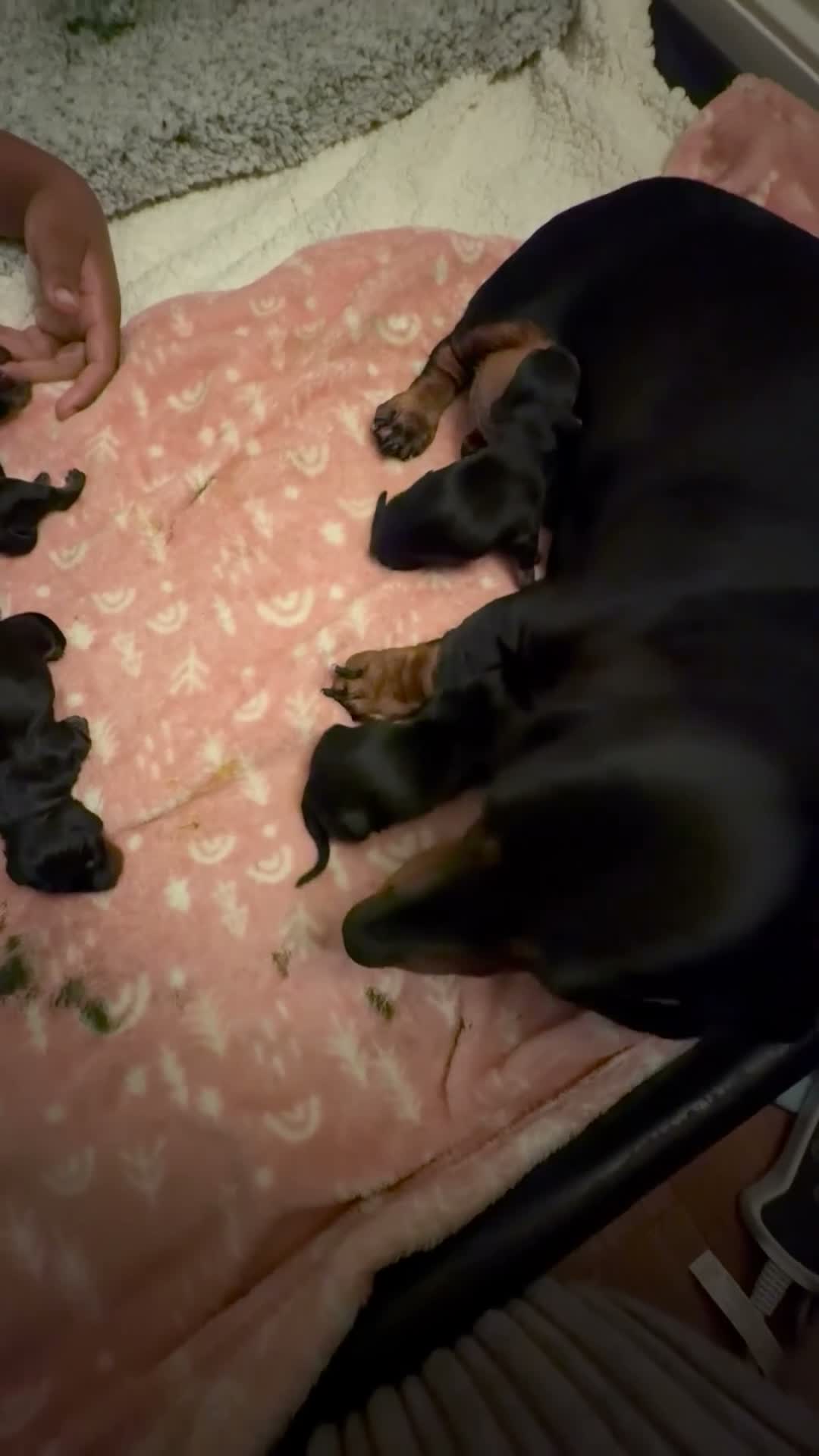 Miniature Dachshund dogs for sale: 4 male smooth hair miniature dachshund  - Video 1