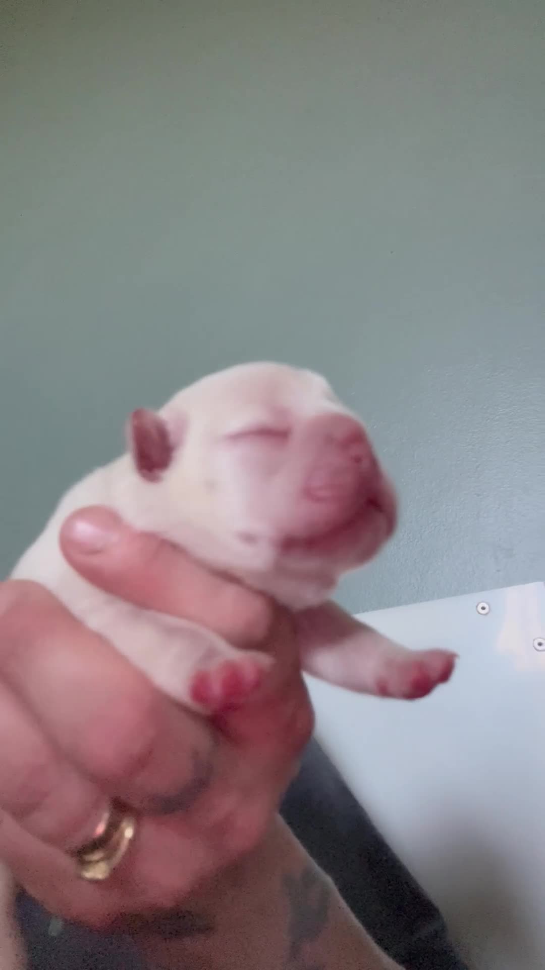French Bulldog dogs for sale: 2 cream French bulldog puppies  in Norwich - Video 2
