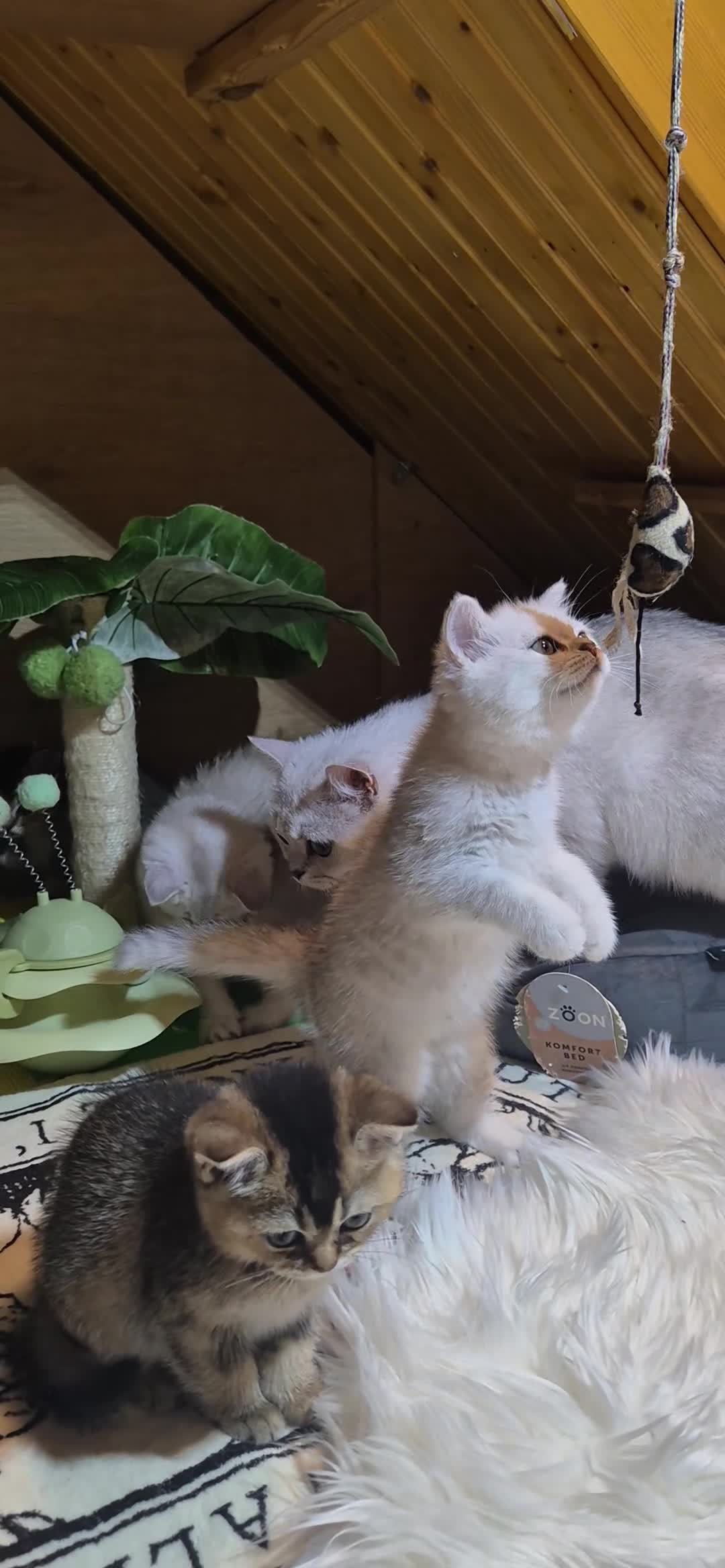 British Shorthair cats for sale: British shorthair  cat - Video 2