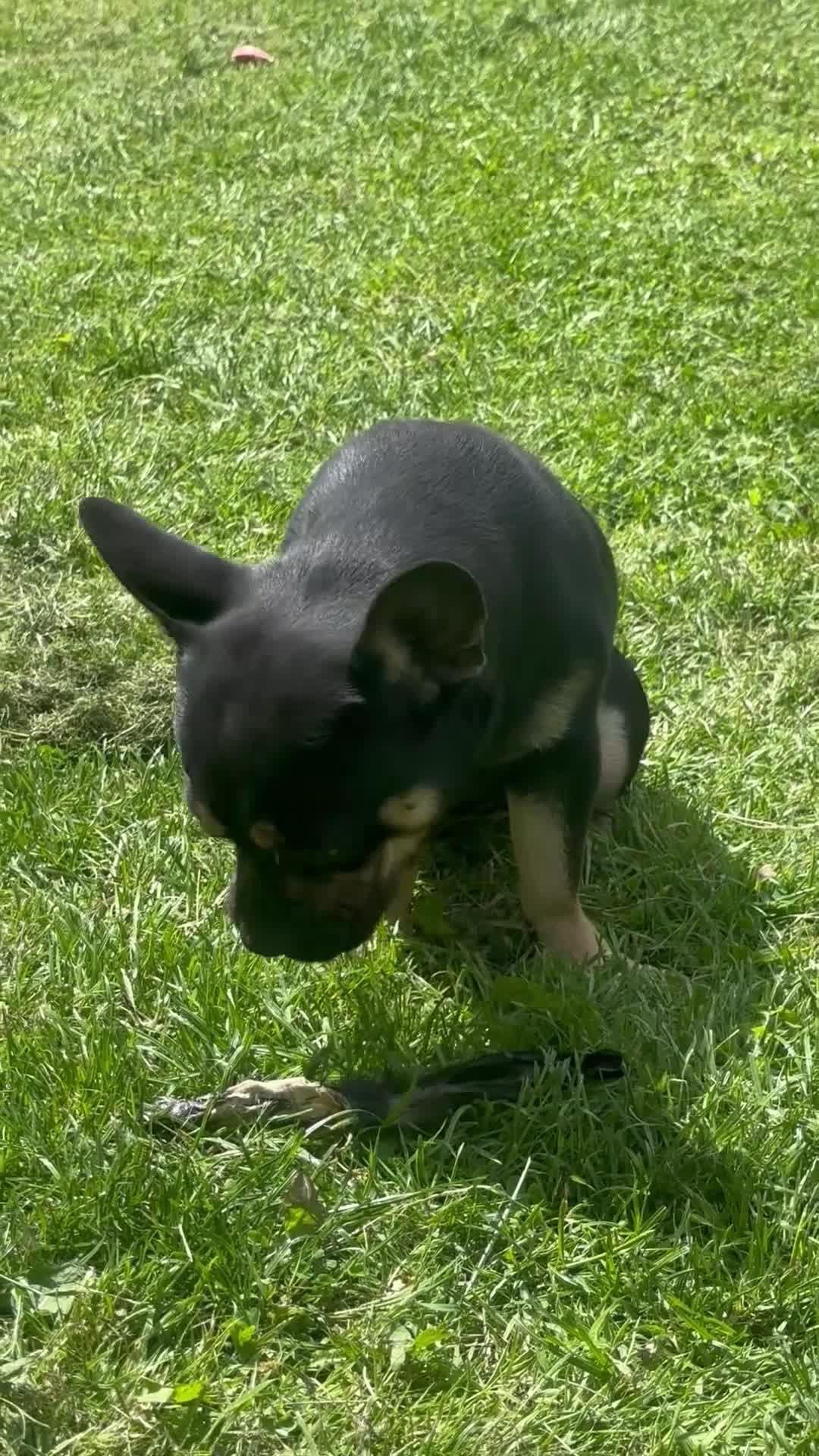 Mixed Breed dogs for sale: Chase  - Video 1