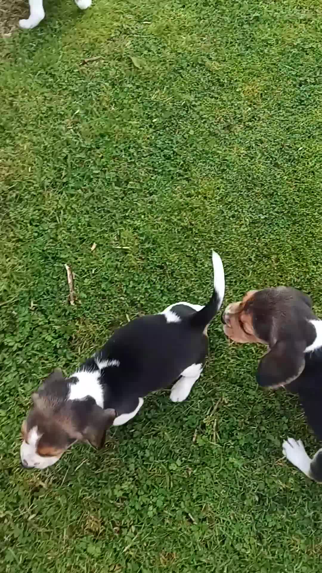 Beagle dogs for sale: Beagle pups for sale - Video 2