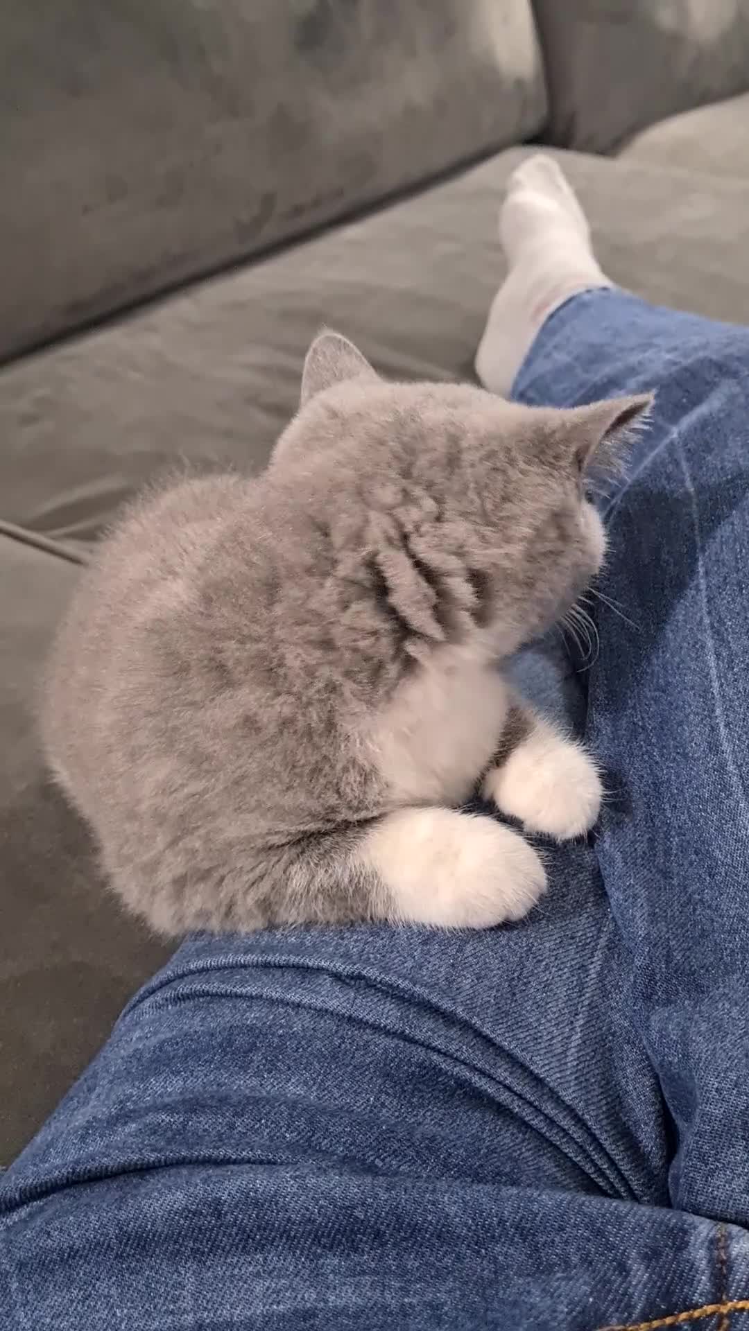 British Shorthair cats for sale: 4 PEDIGREE kittens READY TO GO! 2 LEFT - Video 3