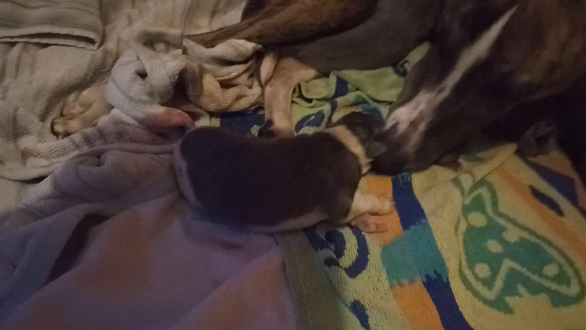 Whippet dogs for sale: REDEVELYN WHIPPET'S NR GLOUCESTER  - Video 1