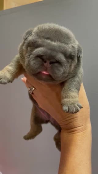 English Bulldog dogs for stud: 🌟 007 ready for stud duties 🌟 in Swindon - Video 2