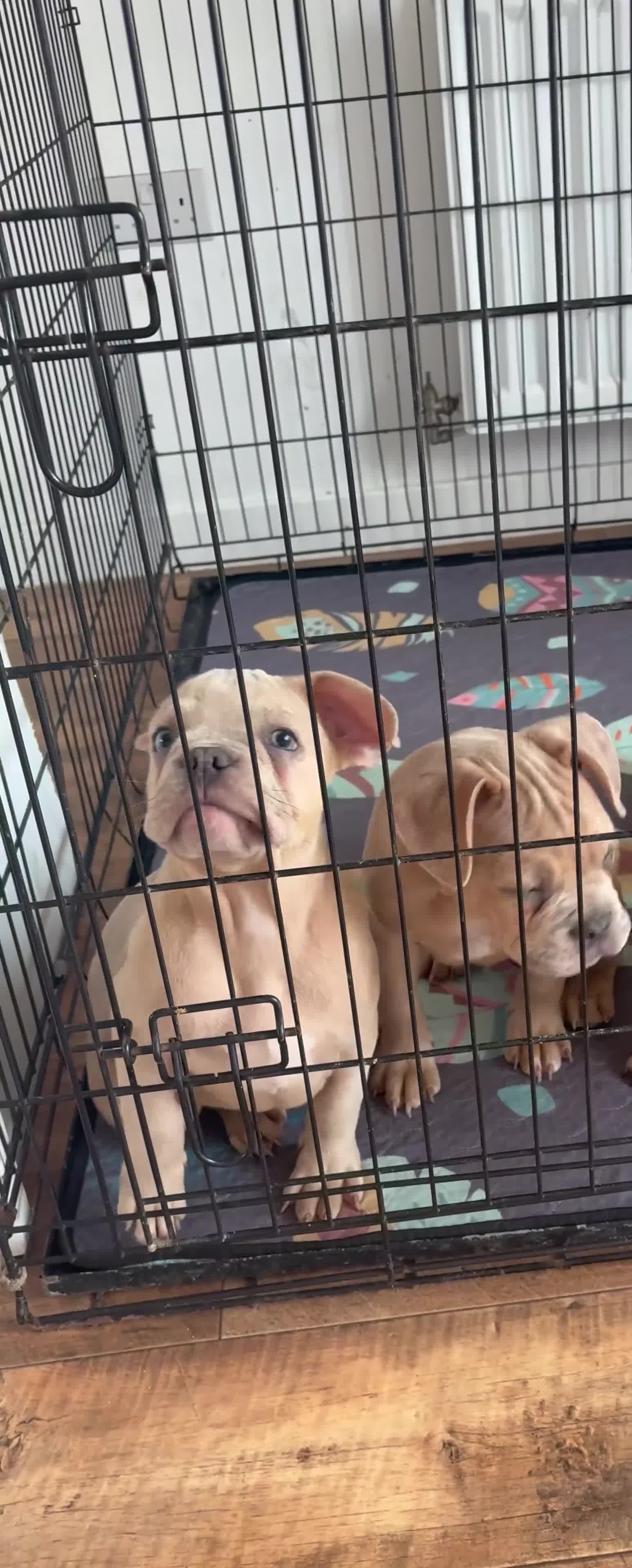 French Bulldog dogs for sale: French bulldog males left - Video 2
