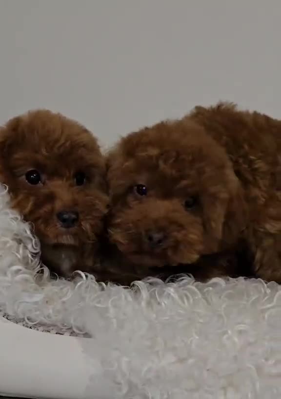 Maltipoo dogs for sale: 6-Month-Old Maltipoo Puppies – Male & Female - Video 1
