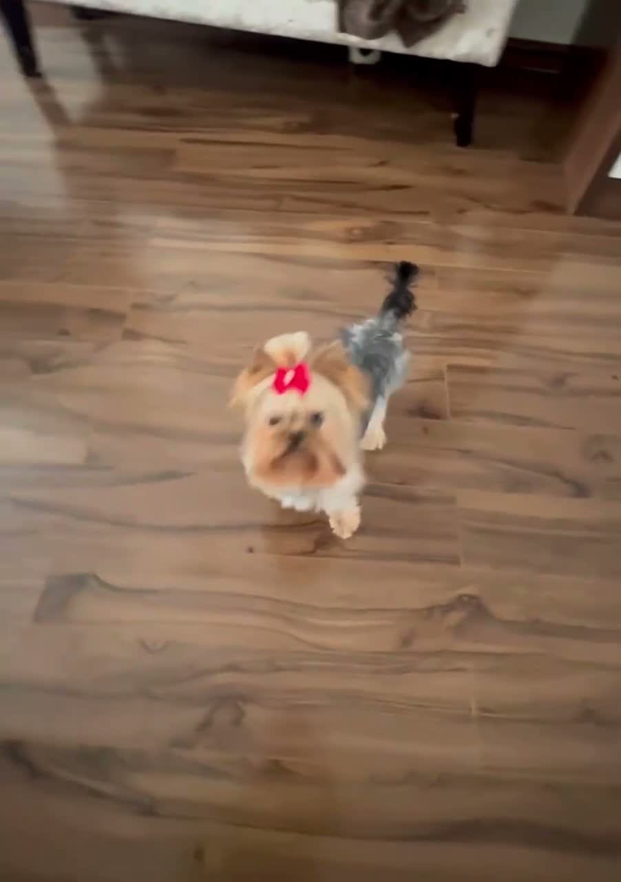 Yorkshire Terrier dogs for sale: Adorable tiny girl KC Reg 💕 - Video 1
