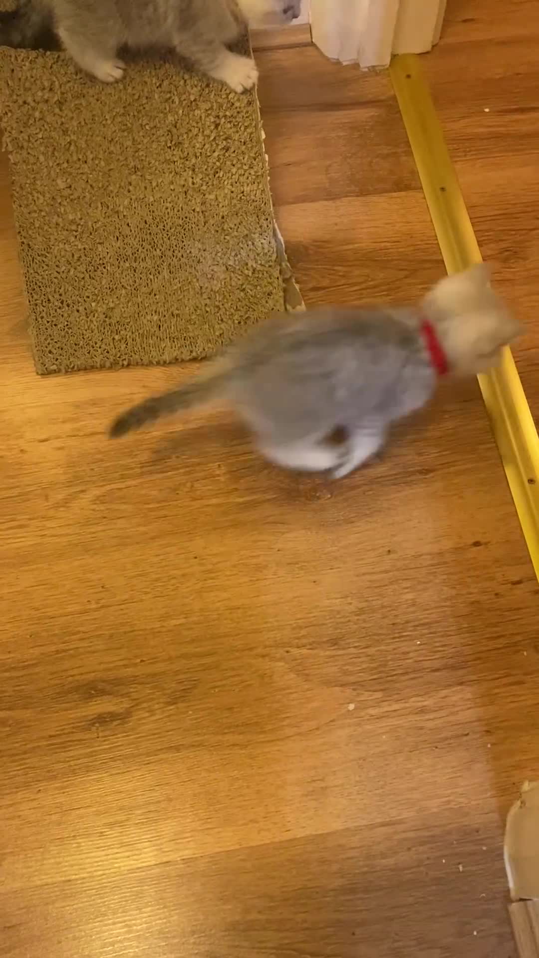 British Shorthair cats for sale: British shorthair kittens, cute and adorable  - Video 1