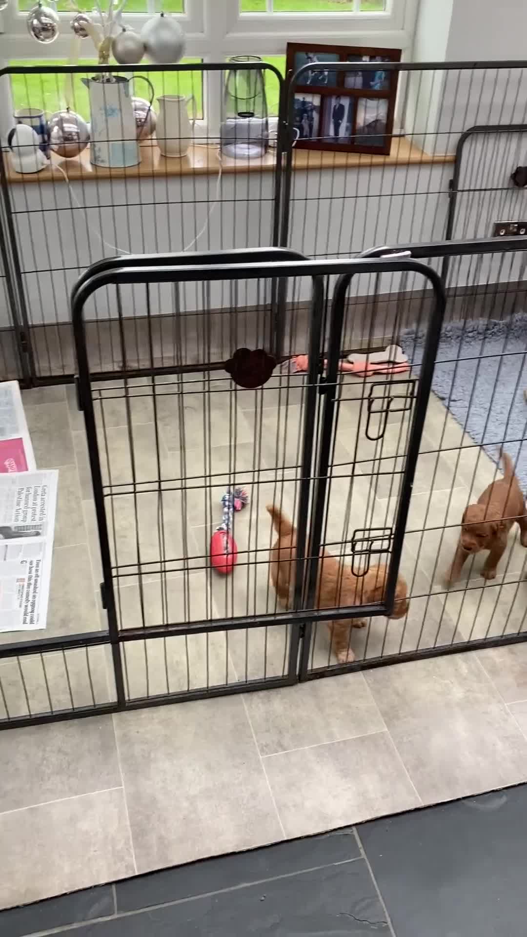 Labradoodle dogs for sale: F1 Red Miniature Labradoodles  - Video 1