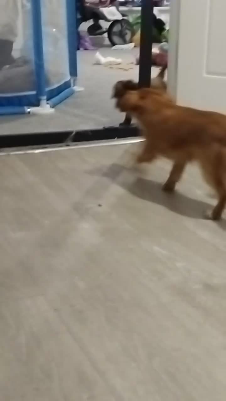 Cockapoo dogs for sale: Beautiful fur ball puppies 🐶  - Video 2