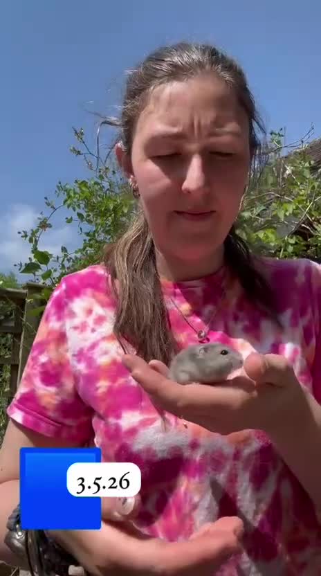 Hamster rodents for sale: Beautiful baby russian hamsters Sheffield in Sheffield - Video 1