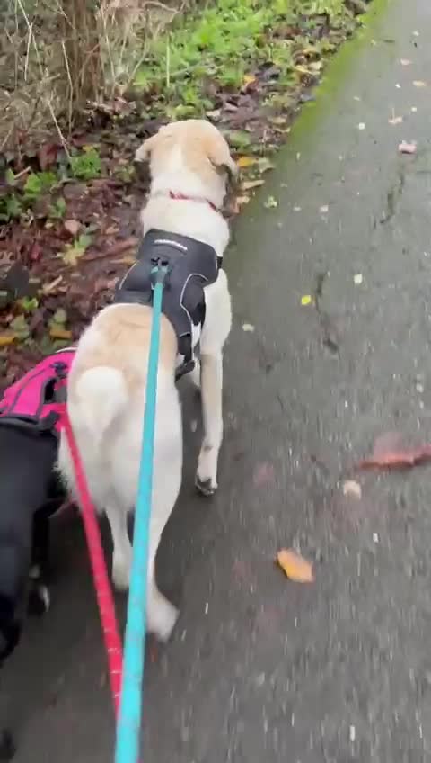 Mixed Breed dogs for adoption: Amara: Beautiful Soul Seeking a Family to Love - Video 2