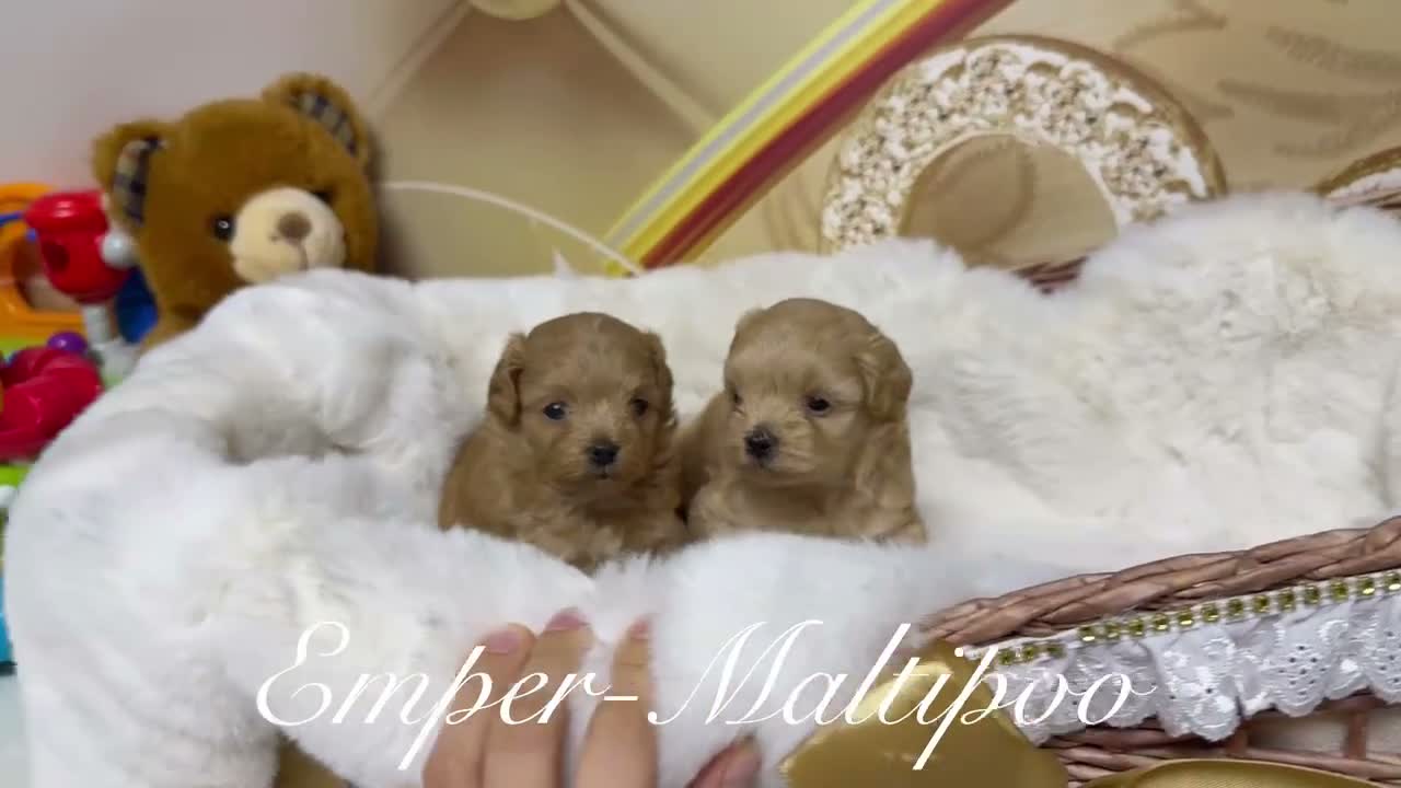 Maltipoo dogs for sale: Tiny teddy Maltipoo- from Asian teddy poodle dad - Video 1