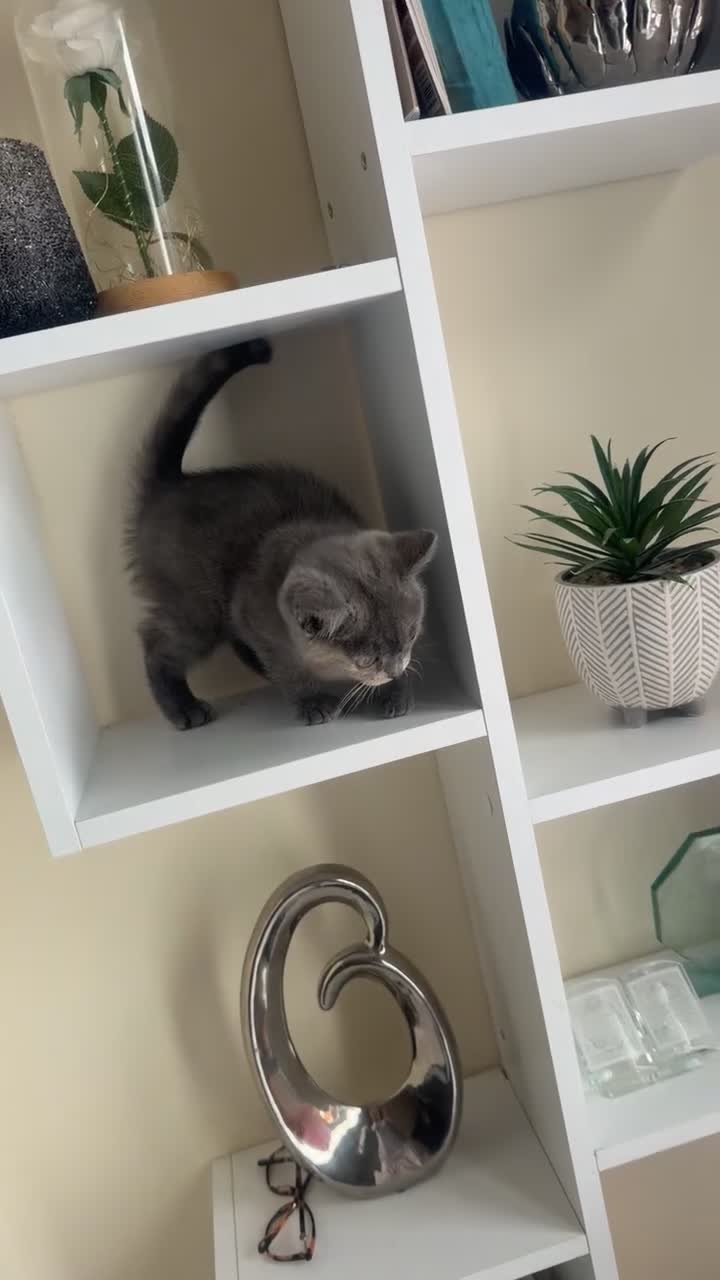 Mixed Breed cats for sale: MistyBella  - Video 1