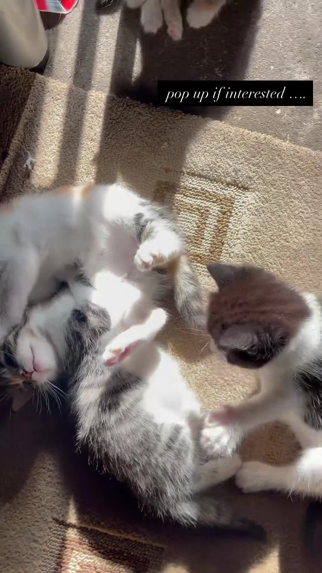 RagaMuffin cats for sale: Bradford based Kittens for sale  - Video 2
